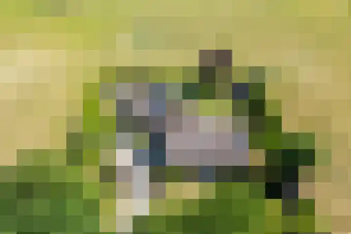 Nieuwlandweg 4 Oudenbosch thumbnail 46