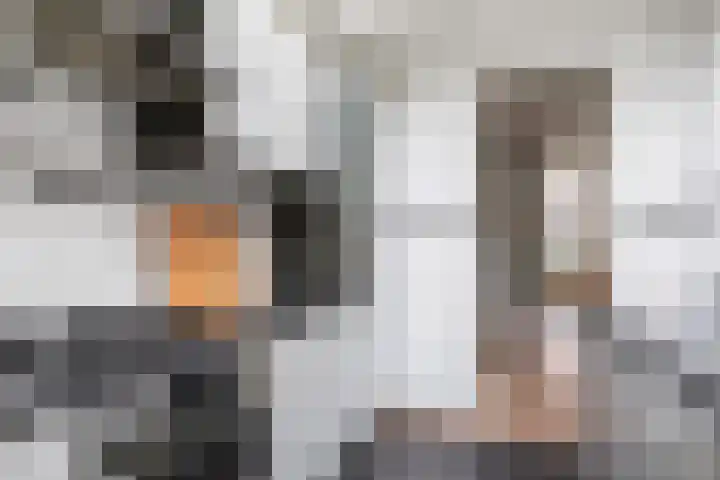Nieuwpoortslaan 171 Alkmaar thumbnail 18