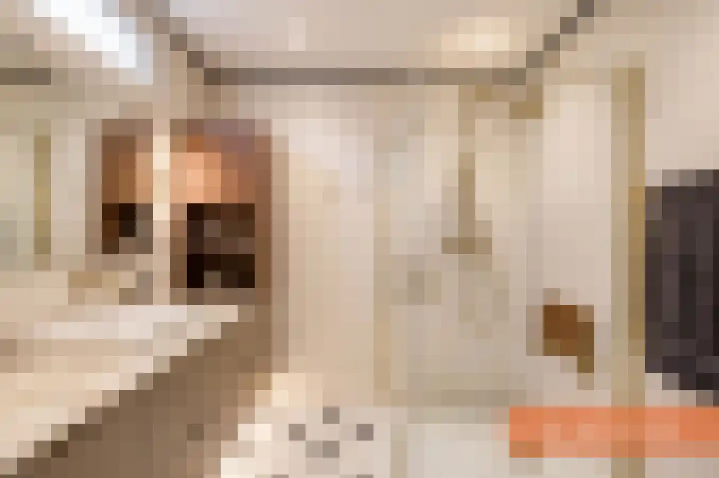Nieuwpoortssteeg 2 Alkmaar thumbnail 14