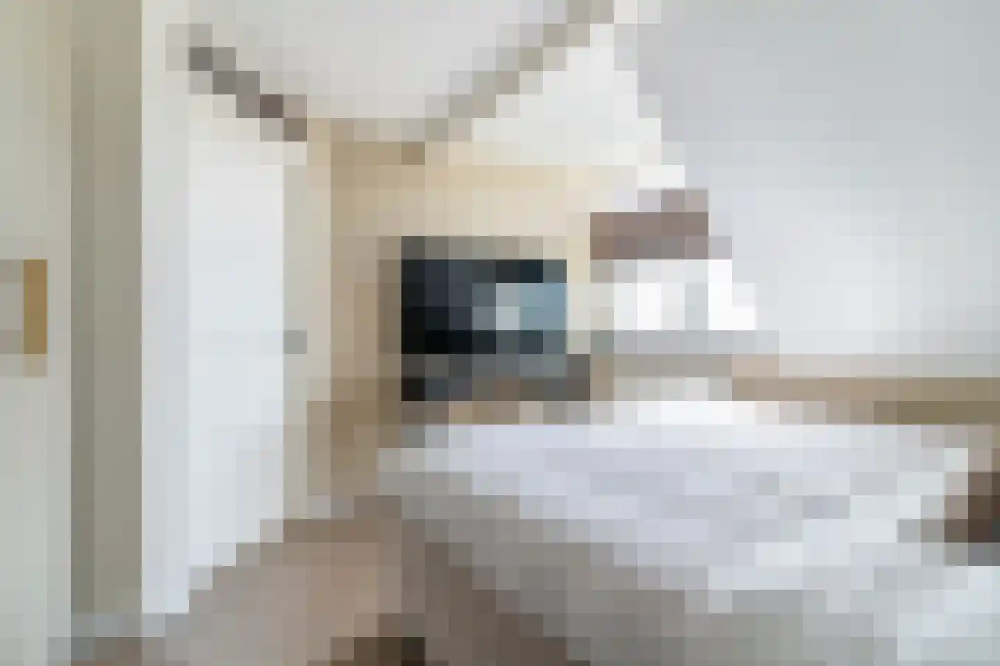 Nieuwstadsweg 14 Elburg thumbnail 29