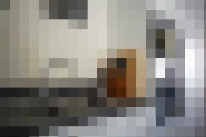 Nieuwstraat 1 Eede thumbnail 15