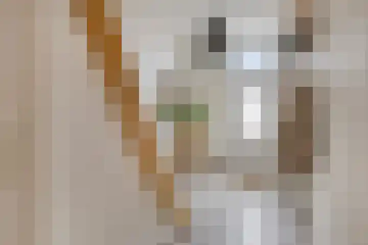 Nieuwstraat 10 Helmond thumbnail 8