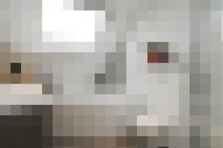 Nieuwstraat 14 Lieshout thumbnail 17