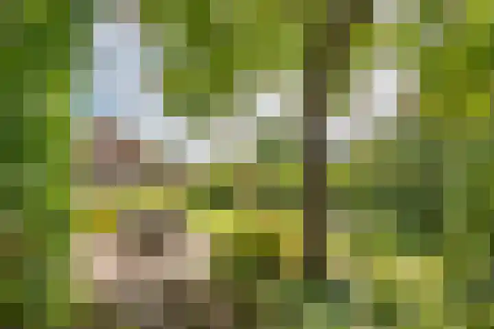 Nieuwstraat 17 Druten thumbnail 57