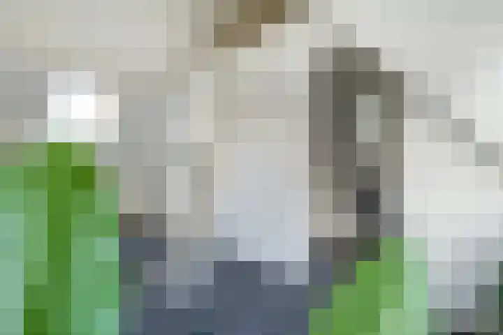 Nieuwstraat 2 Alkmaar thumbnail 18