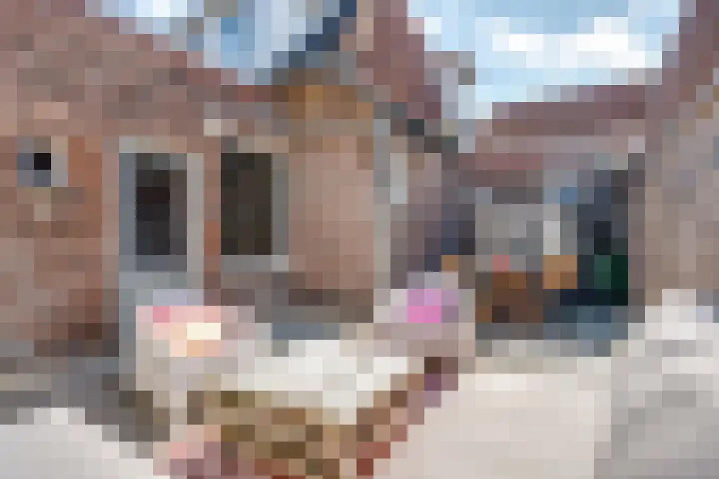 Nieuwstraat 20 Hasselt thumbnail 22