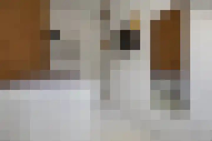 Nieuwstraat 26 Vught thumbnail 18