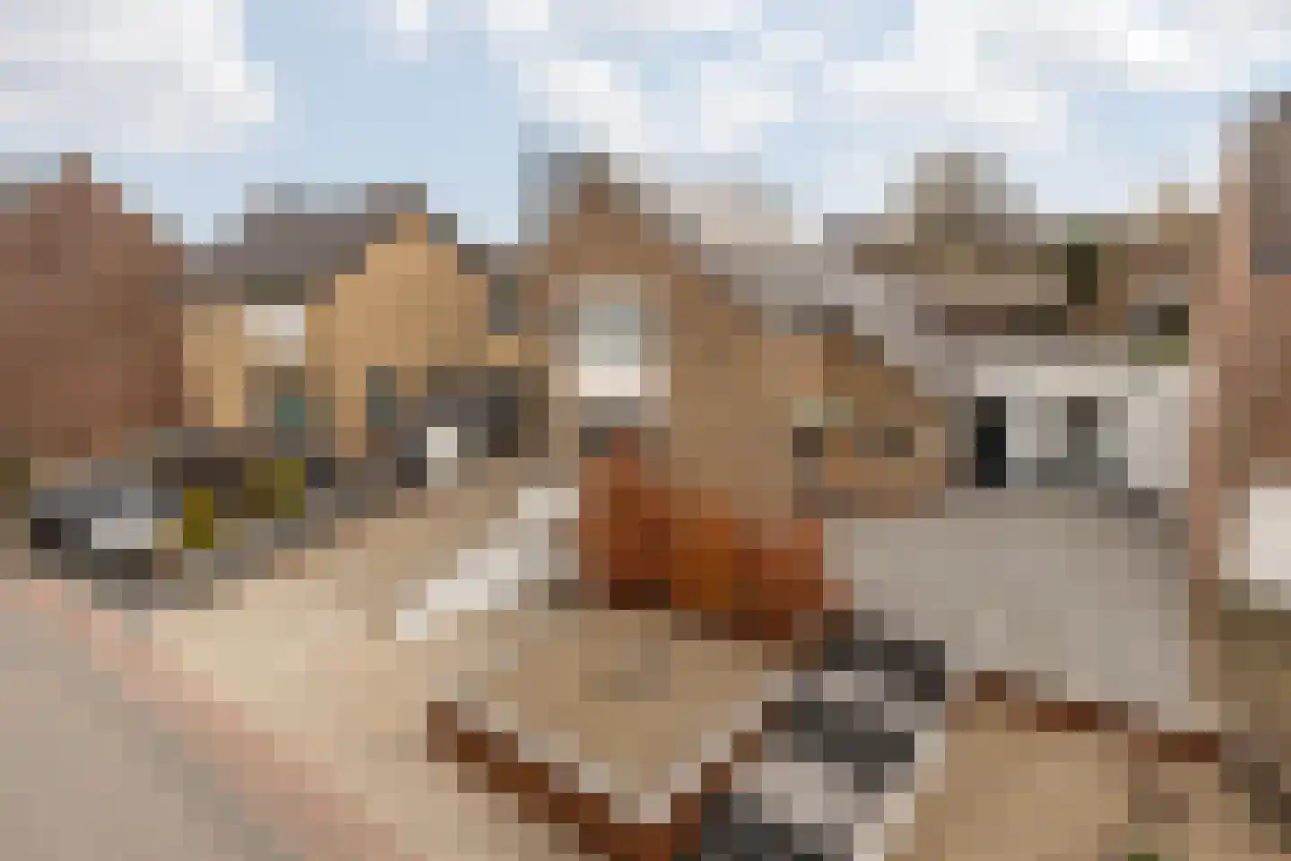 Nieuwstraat 28 Stein thumbnail 73