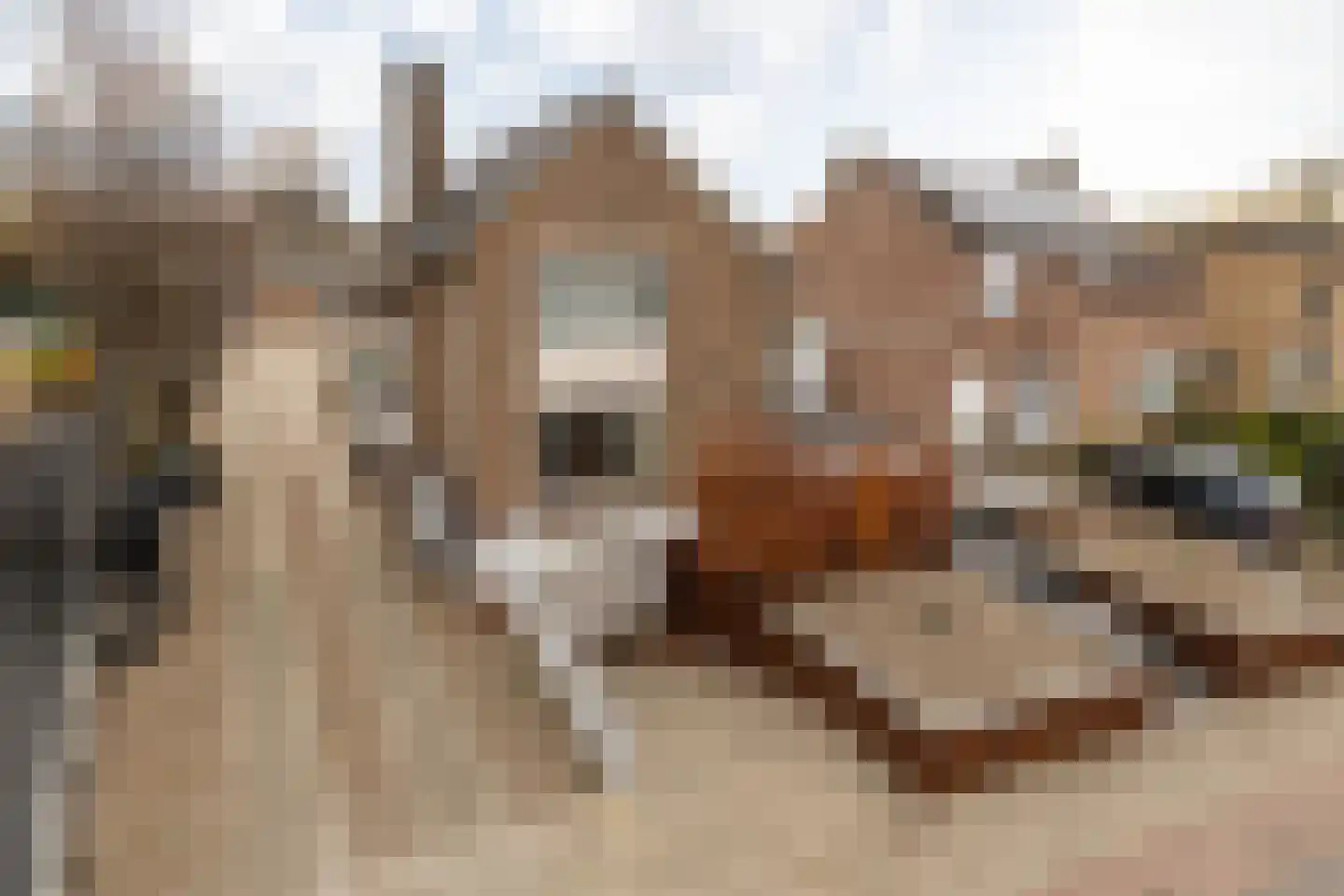 Nieuwstraat 28 Stein thumbnail 8