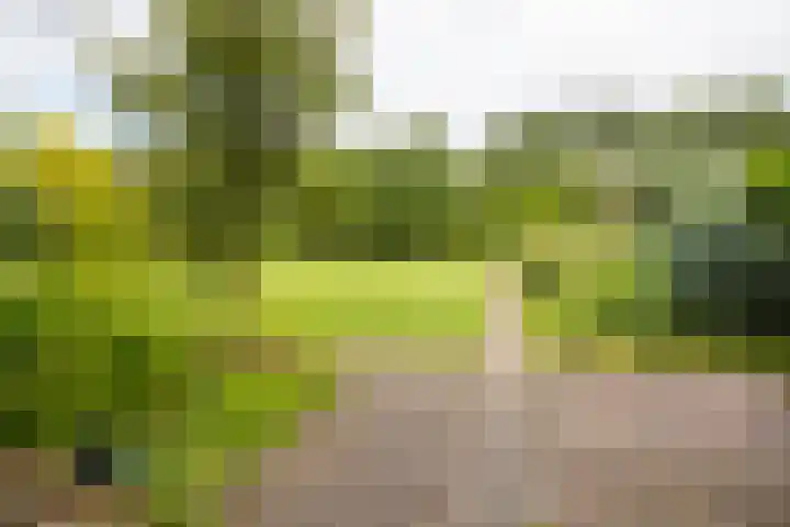 Nieuwstraat 3 Daarlerveen thumbnail 42
