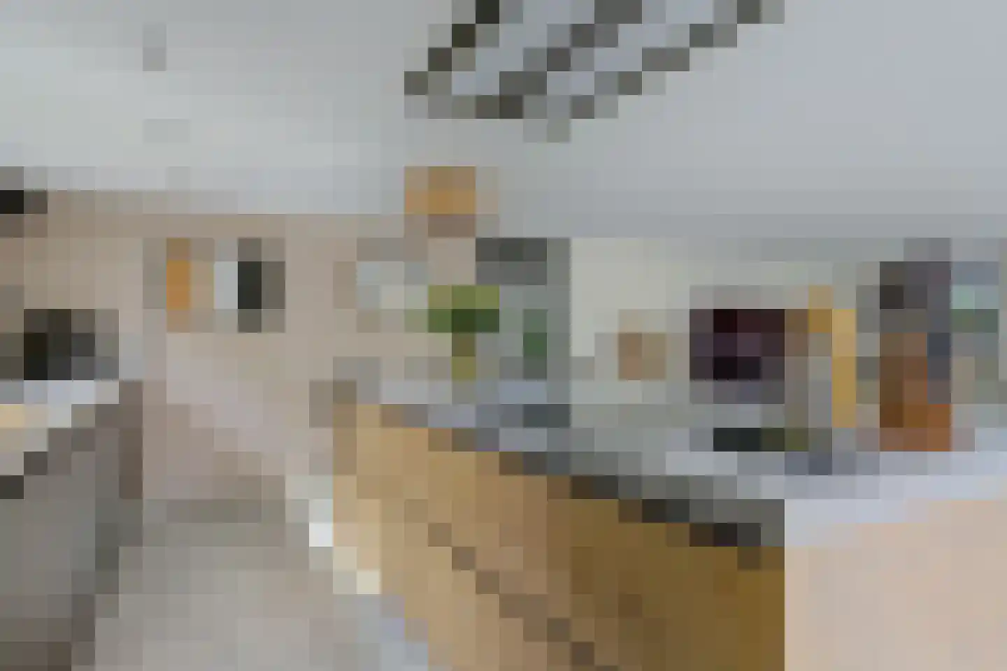 Nieuwstraat 3 Noord-Scharwoude thumbnail 28