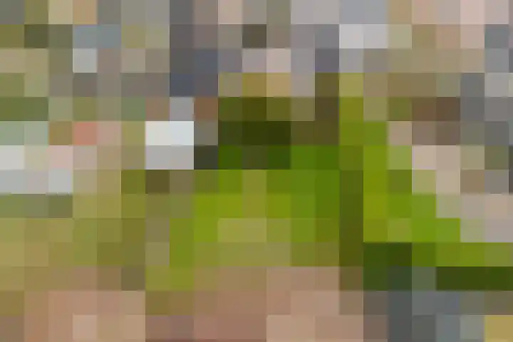 Nieuwstraat 31 Vroomshoop thumbnail 52