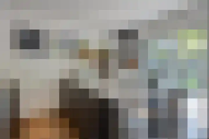 Nieuwstraat 32 Ravenstein thumbnail 12