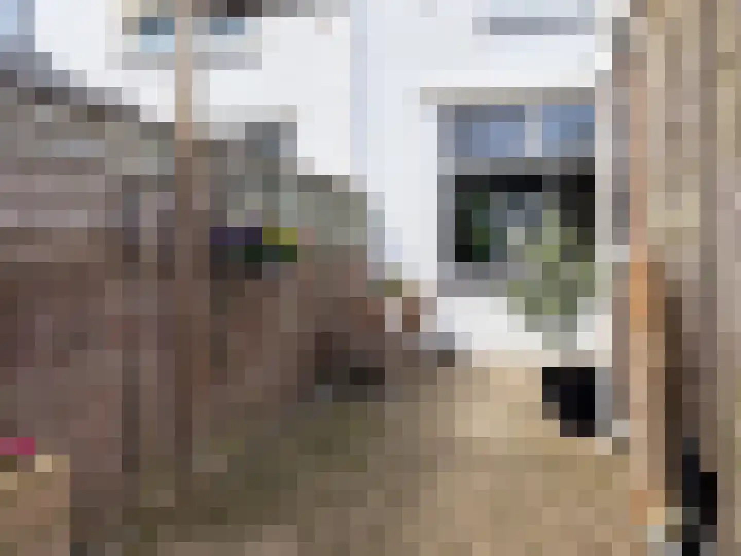Nieuwstraat 38 Genemuiden thumbnail 24