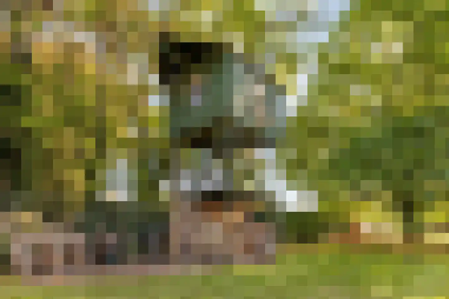 Nieuwstraat 39 Budel thumbnail 31