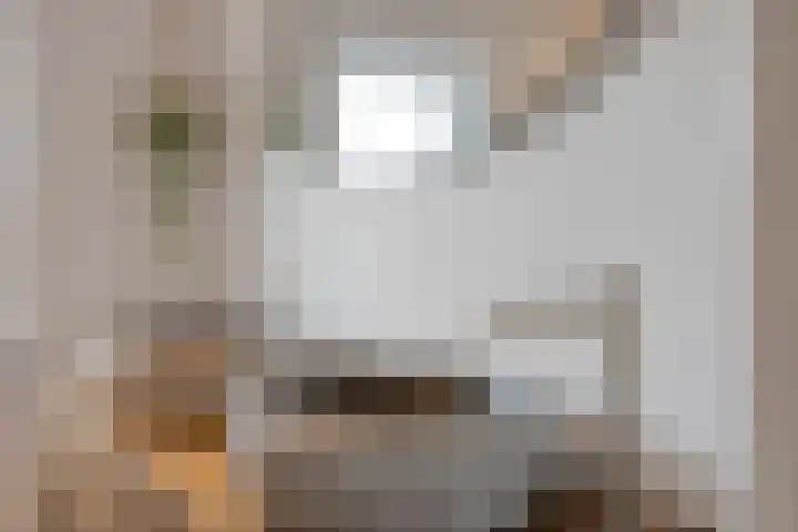 Nieuwstraat 53 a Stein thumbnail 46