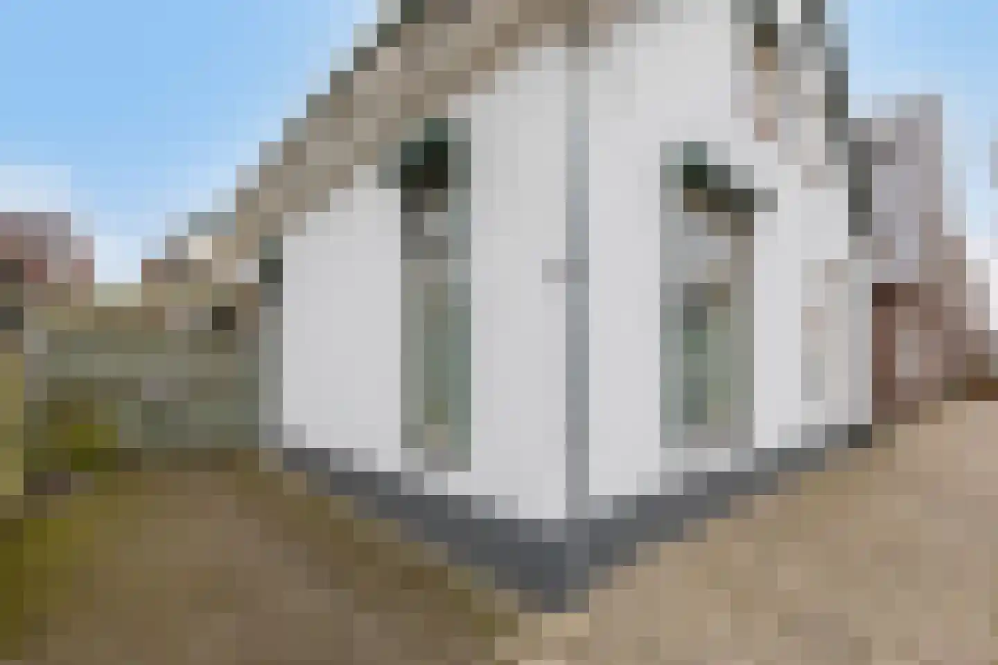 Nieuwstraat 6 Velp thumbnail 5
