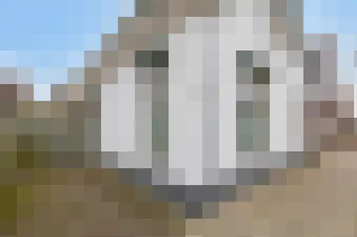 Nieuwstraat 6 Velp thumbnail 5