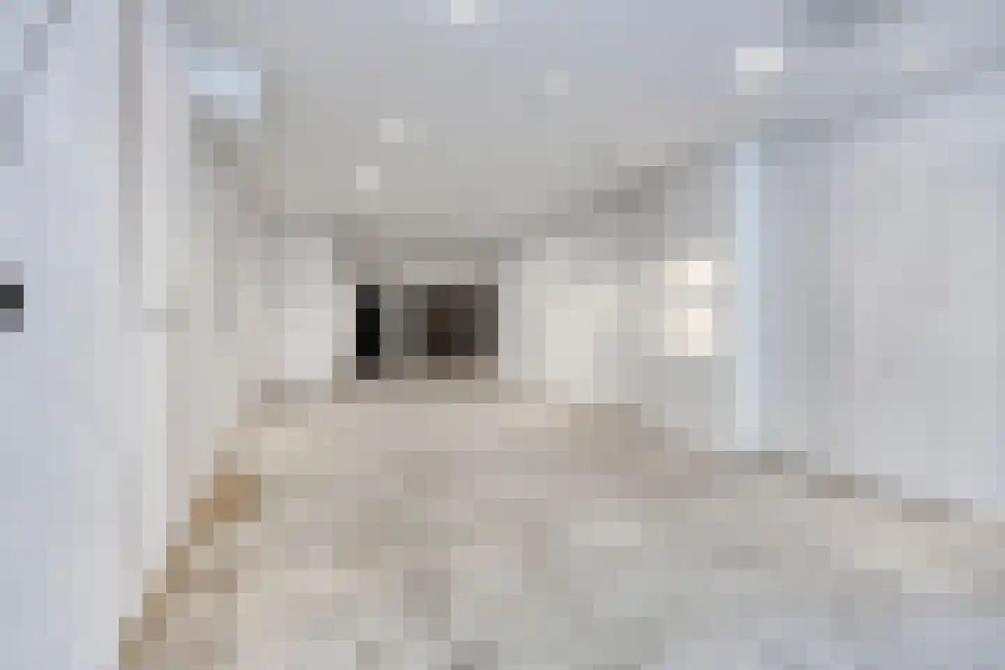 Nieuwstraat 63 Gemert thumbnail 37