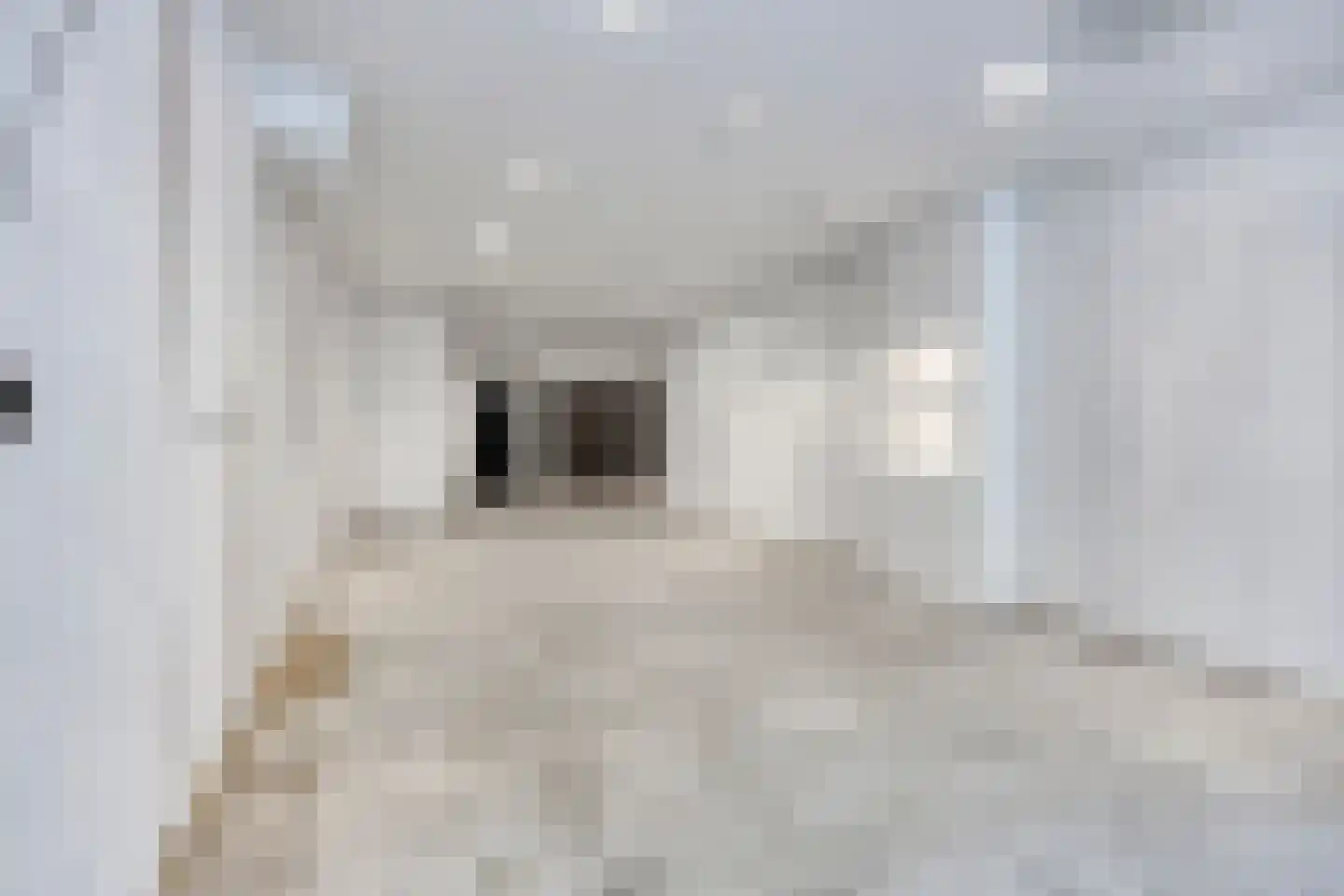 Nieuwstraat 63 Gemert thumbnail 5