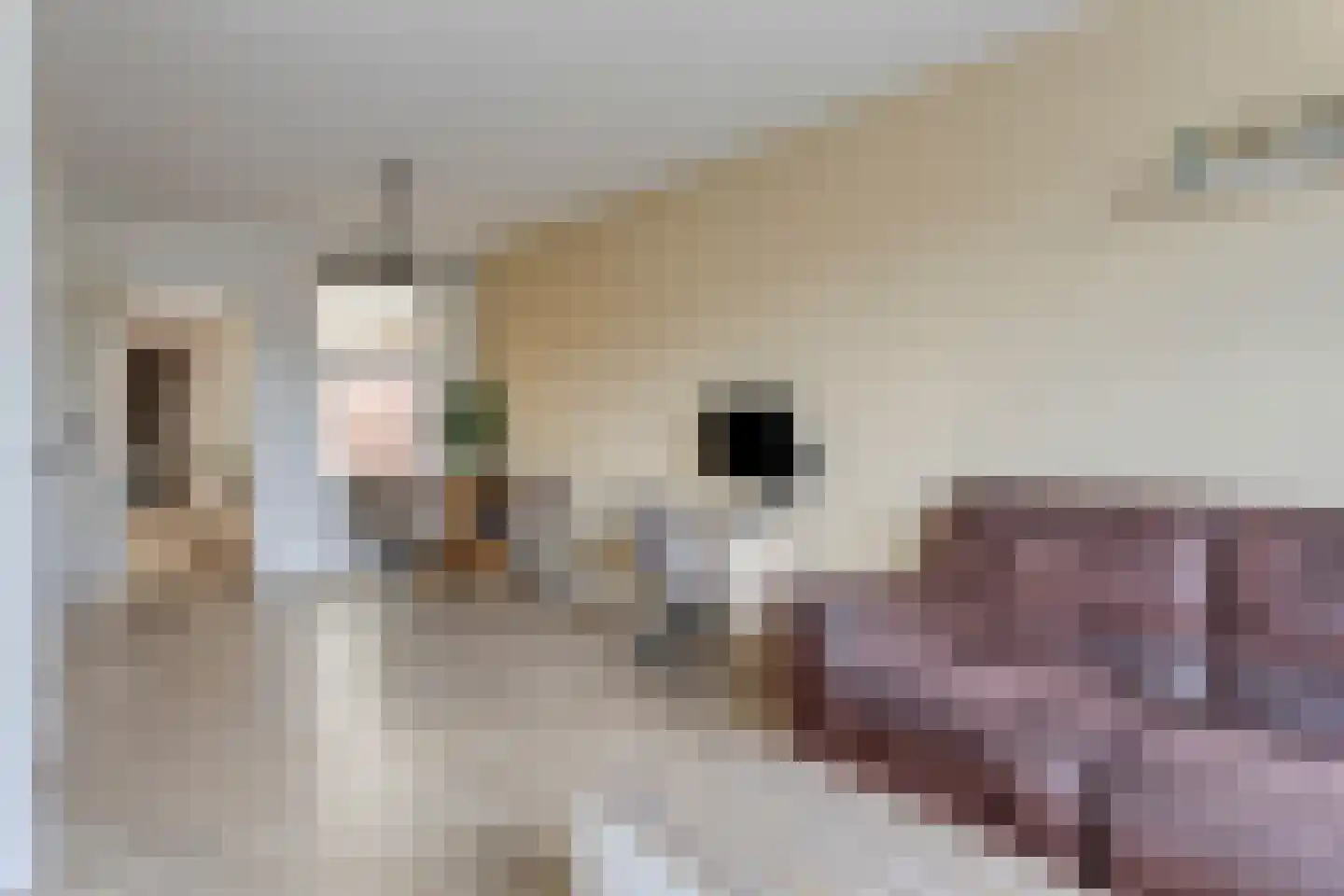 Nieuwstraat 68 Koewacht thumbnail 5