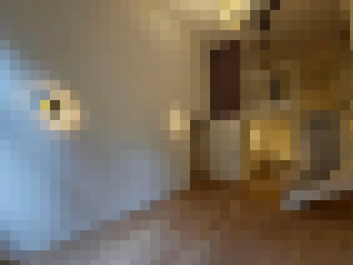 Nieuwstraat Zwolle thumbnail 4