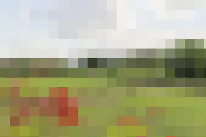 Nieuwveens Jaagpad 10 Nieuwveen thumbnail 62