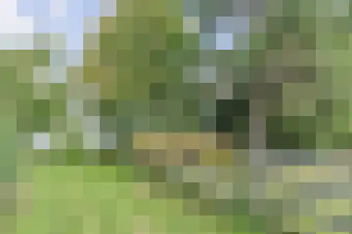 Nieuwveens Jaagpad 10 Nieuwveen thumbnail 63