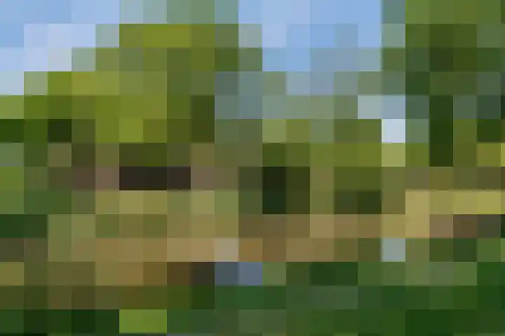 Nieuwveld 116 Helmond thumbnail 36