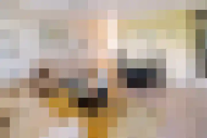 Nieuwveld 18 Helmond thumbnail 17