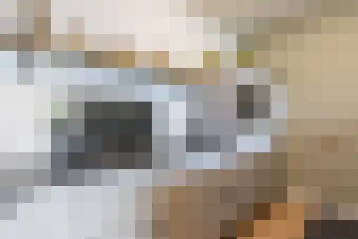 Nieuwveld 22 Helmond thumbnail 20