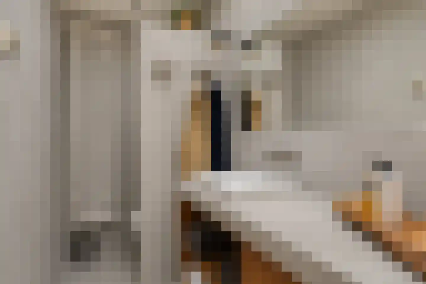 Nieuwvlietseweg 41 Nieuwvliet thumbnail 25