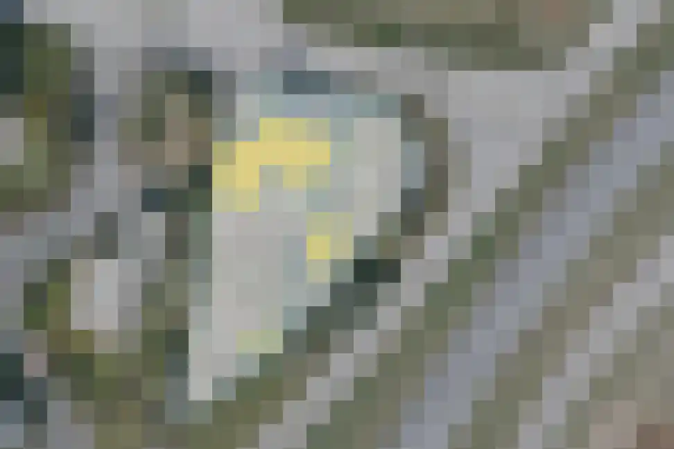 Nieuwvlietseweg 41 Nieuwvliet thumbnail 61
