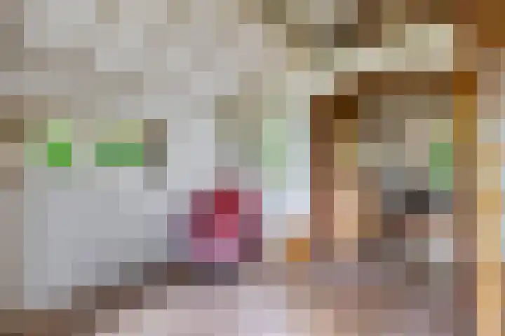 Nij Amerika 20 Nijemirdum thumbnail 14