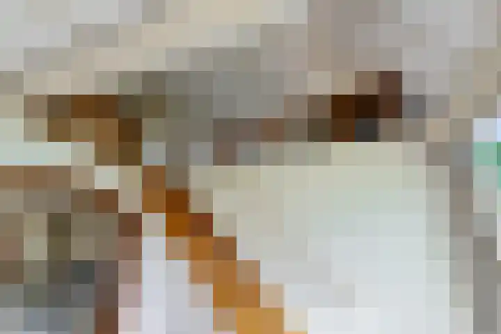 Nij Amerika 20 Nijemirdum thumbnail 17