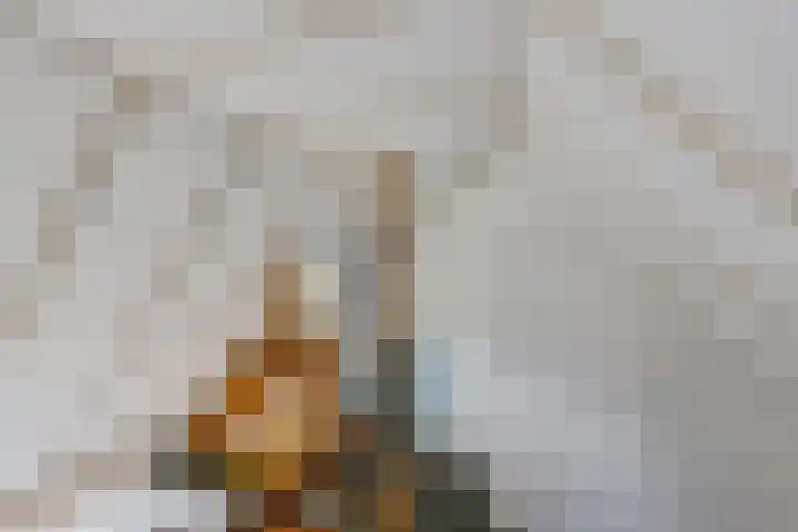 Nij Amerika 20 Nijemirdum thumbnail 19