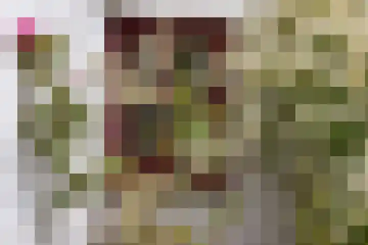 Nij Amerika 20 Nijemirdum thumbnail 30