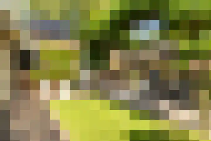 Nije Buorren 6 Ferwert thumbnail 42