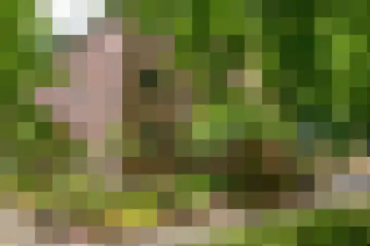 Nijenbeek 59 Ugchelen thumbnail 19