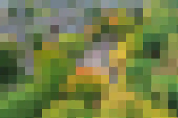 Nijenbeek 61 Ugchelen thumbnail 18
