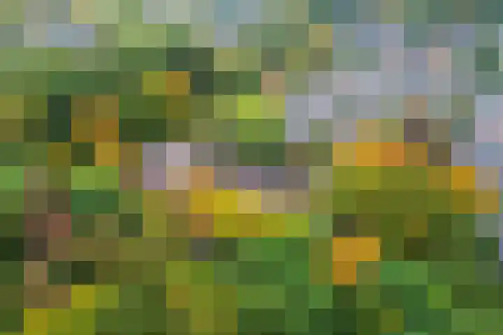 Nijenbeek 61 Ugchelen thumbnail 19