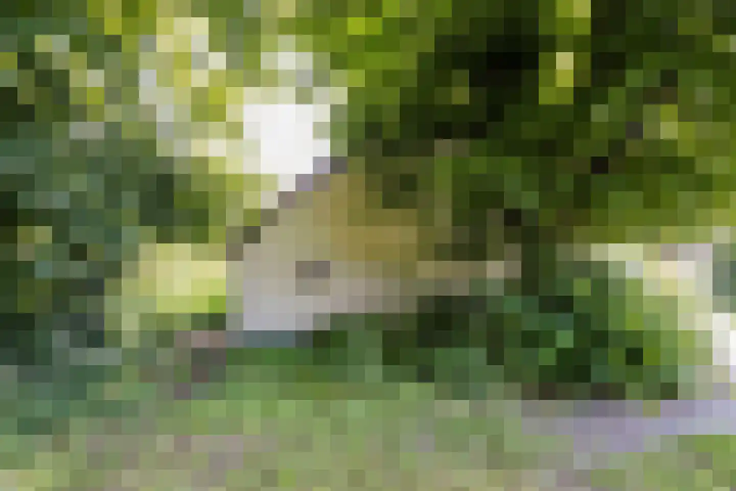 Nijenbeekseweg 38 Voorst thumbnail 39