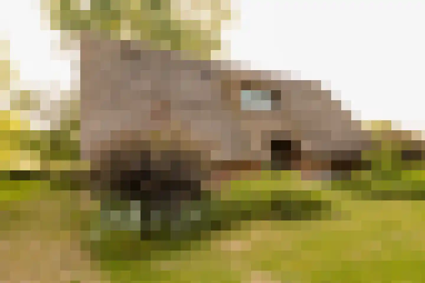 Nijenbeekseweg 38 Voorst thumbnail 40