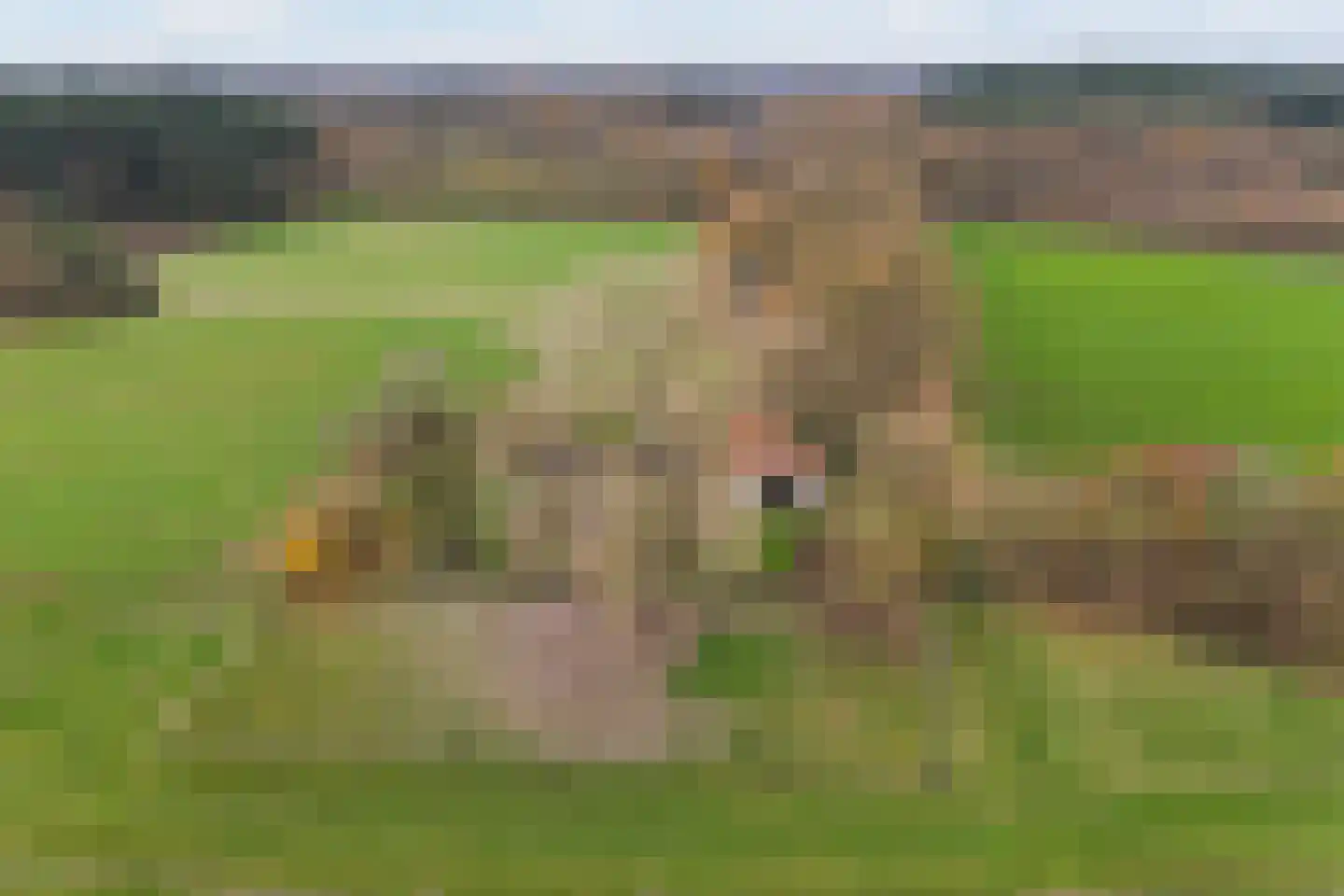 Nijenbeekseweg 38 Voorst thumbnail 7