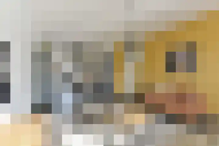 Nijenheim 2313 Zeist thumbnail 14