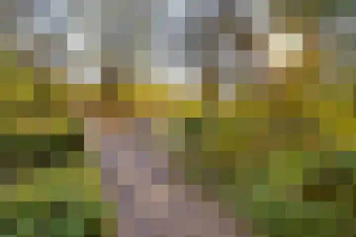 Nijenheim 6411 Zeist thumbnail 57