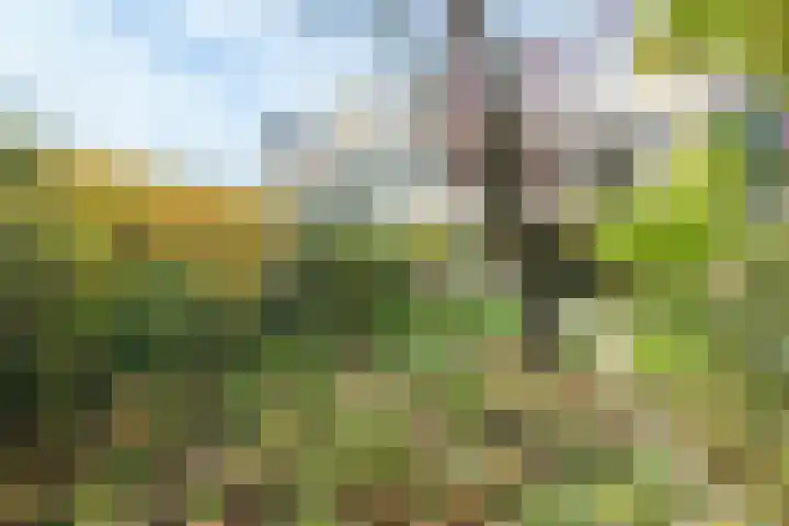Nijenheim 6419 Zeist thumbnail 23
