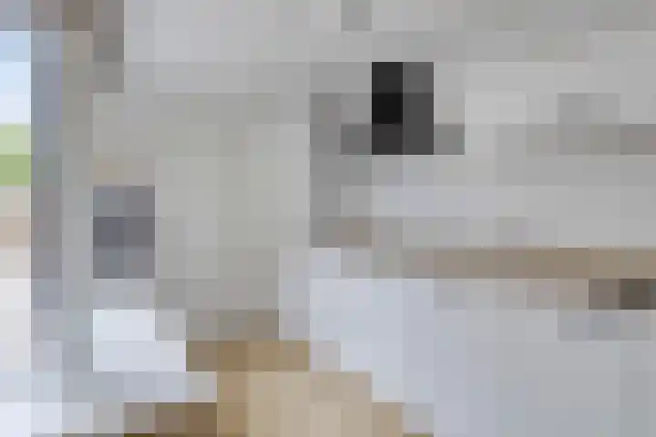 Nijenoertweg 83 Leek thumbnail 10