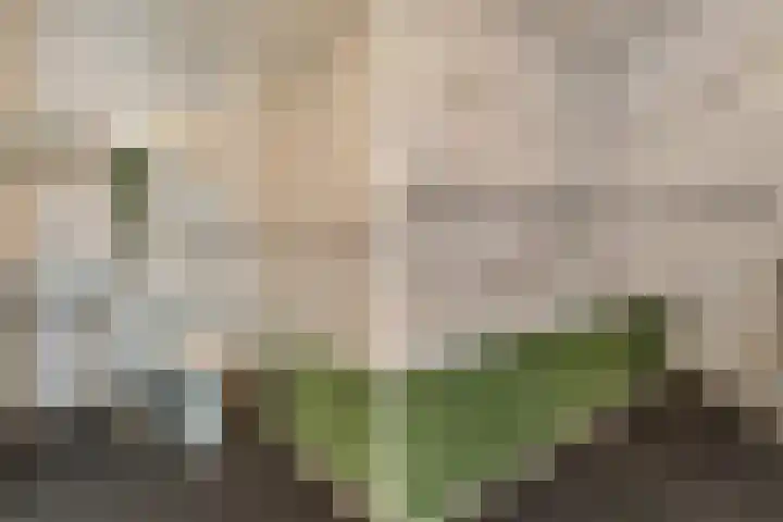 Nijenrode 1 Eindhoven thumbnail 23