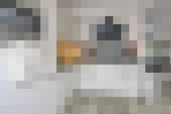 Nijenrode 34 Roden thumbnail 18